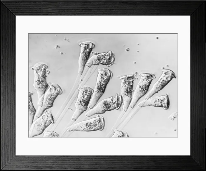 Framed Print : Vorticella (LM) under a microscope Framed Print : Vorticella (LM) under a microscope