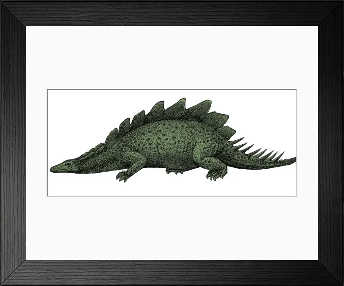 Framed Print : Stegosaurus Illustration Framed Print : Stegosaurus Illustration