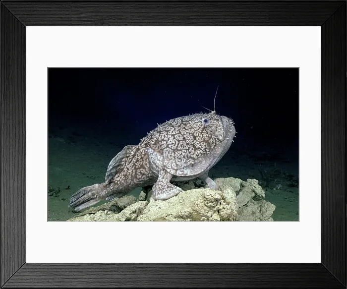 Framed Print : Goosefish, Sladenia shaefersi Framed Print : Goosefish, Sladenia shaefersi