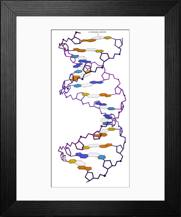 Framed Print : Watson-Crick Model, 1953 Framed Print : Watson-Crick Model, 1953