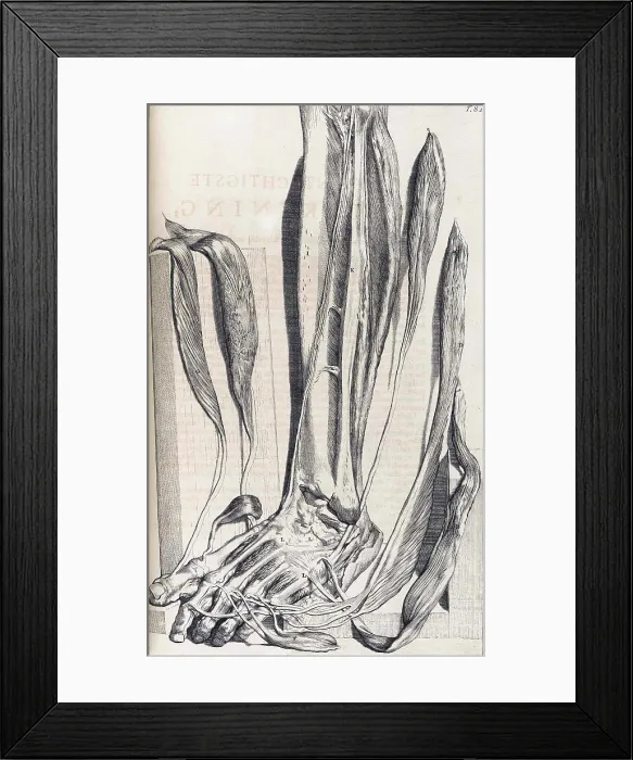 Framed Print : Anatomia humani corporis, Table 82, 1690 Framed Print : Anatomia humani corporis, Table 82, 1690