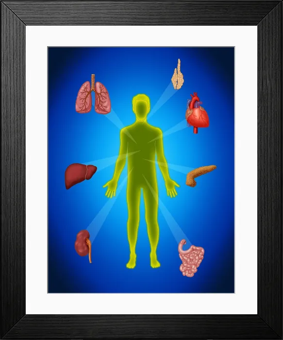 Framed Print : Organ Transplant, Illustration