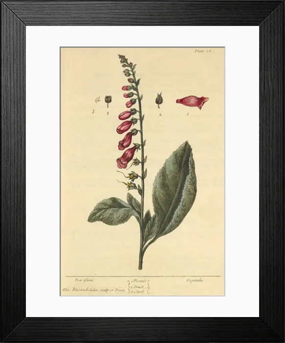 Framed Print : Foxglove, Medicinal Plant, 1737 Framed Print : Foxglove, Medicinal Plant, 1737