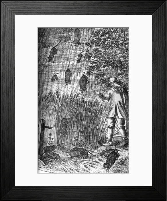 Framed Print : Raining Rats, 1680 Framed Print : Raining Rats, 1680