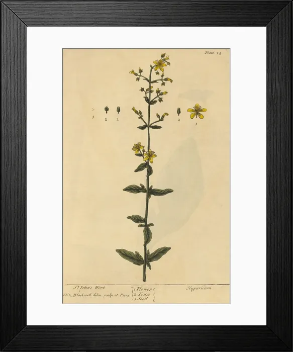 Framed Print : St John's Wort, Medicinal Plant, 1737 Framed Print : St John's Wort, Medicinal Plant, 1737