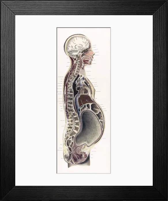 Framed Print : Topographisch-anatomischer, Braune, 1872