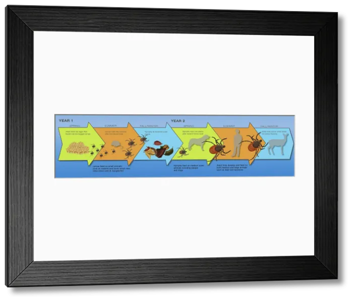 Framed Print : Life Stages of the Black-legged Tick, Illustration Framed Print : Life Stages of the Black-legged Tick, Illustration