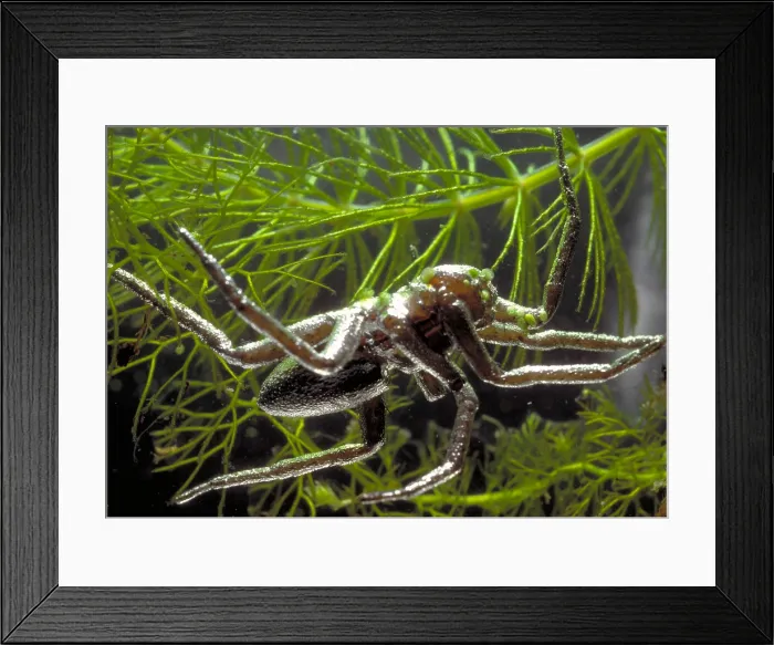 Framed Print : Fishing Spider