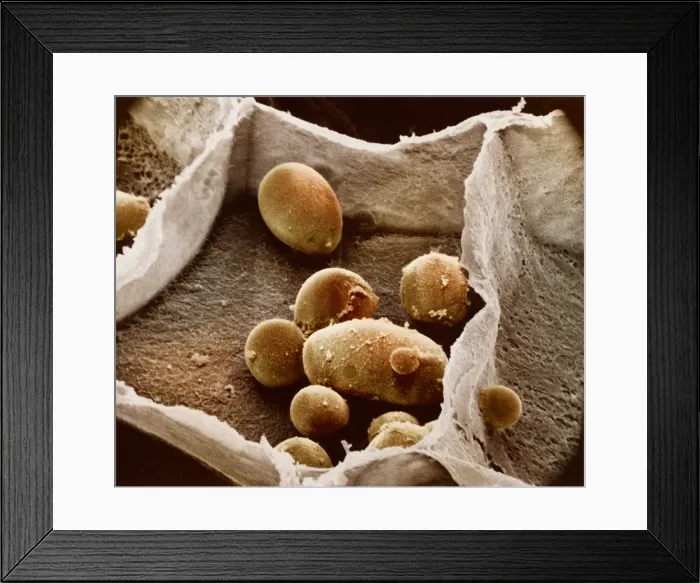 Framed Print : Potato cell with starch granules Framed Print : Potato cell with starch granules