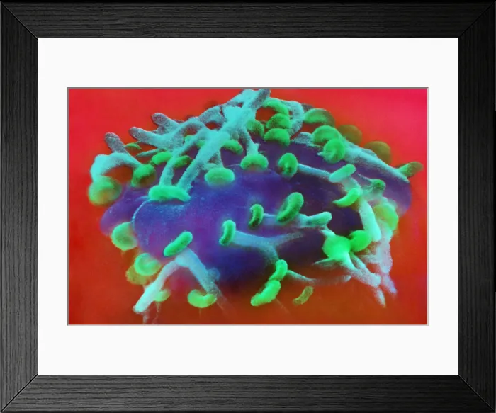 Framed Print : Motor Nerve, Synapses, under a microscope (SEM) Framed Print : Motor Nerve, Synapses, under a microscope (SEM)