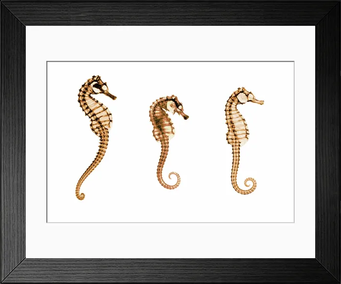 Framed Print : Seahorses, Historical X-Ray Framed Print : Seahorses, Historical X-Ray