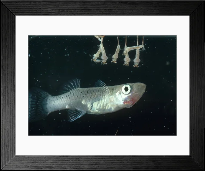 Framed Print : Mosquitofish with Larvae Framed Print : Mosquitofish with Larvae