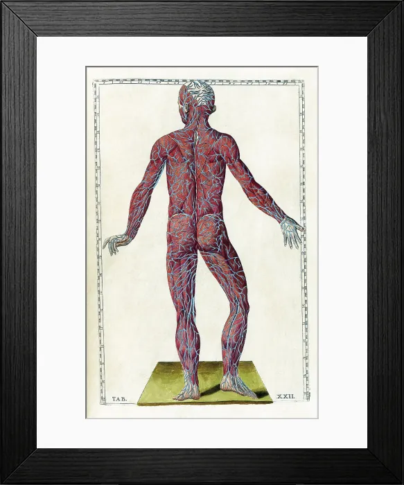 Framed Print : Eustachi, 'Tabulae anatomicae', 1783