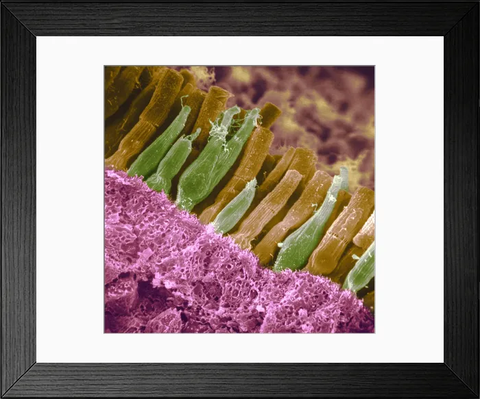 Framed Print : Rods and cones of the Eye's Retina, Under a Scanning Electron Microscope (SEM)