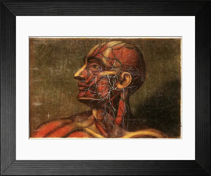 Framed Print : Anatomie Generale Des Visceres Framed Print : Anatomie Generale Des Visceres