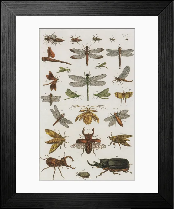 Framed Print : Insects, Seba's Thesaurus, 1734 Framed Print : Insects, Seba's Thesaurus, 1734