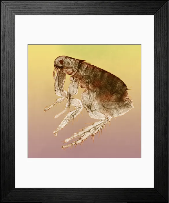 Framed Print : Dog Flea under a microscope Framed Print : Dog Flea under a microscope