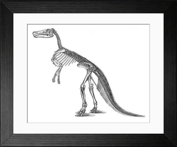 Framed Print : Claosaurus, Cretaceous Dinosaur Framed Print : Claosaurus, Cretaceous Dinosaur