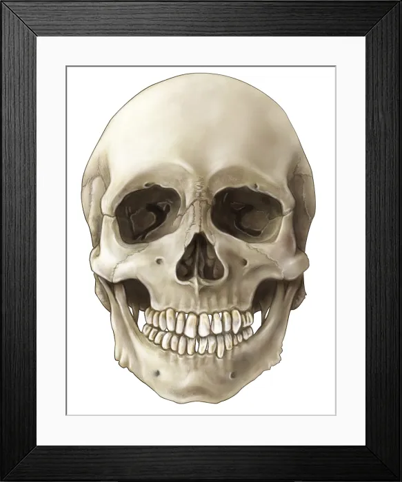 Framed Print : Skull (Anterior View) Framed Print : Skull (Anterior View)