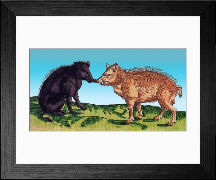Framed Print : Gessner, Pigs, 16th Century Framed Print : Gessner, Pigs, 16th Century
