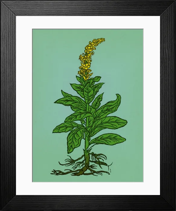 Framed Print : Mullein. The mullein (verbascum thapsus) native to Europe Framed Print : Mullein. The mullein (verbascum thapsus) native to Europe