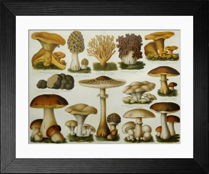 Framed Print : Edible Mushrooms