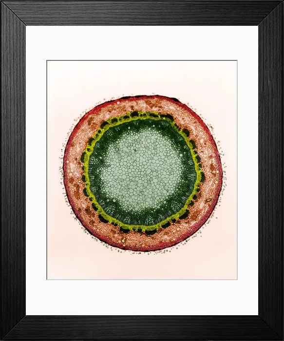 Framed Print : Magnolia Stem, light micrograph Framed Print : Magnolia Stem, light micrograph