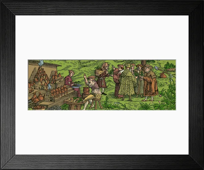 Framed Print : Medical Herb Cultivation, 16th Century Framed Print : Medical Herb Cultivation, 16th Century