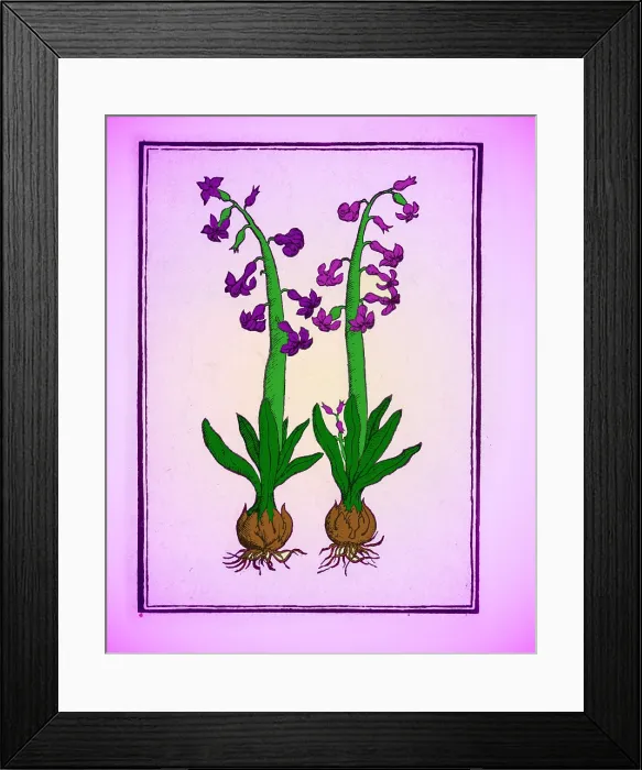 Framed Print : The Hyacinth Framed Print : The Hyacinth