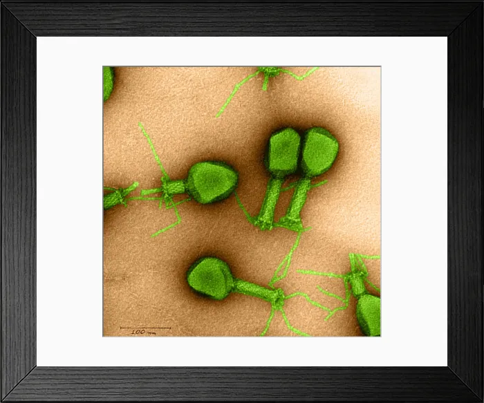 Framed Print : Enterobacteria Phage T4, TEM Framed Print : Enterobacteria Phage T4, TEM