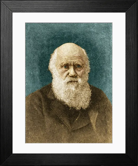 Framed Print : Charles Darwin, English Naturalist Framed Print : Charles Darwin, English Naturalist