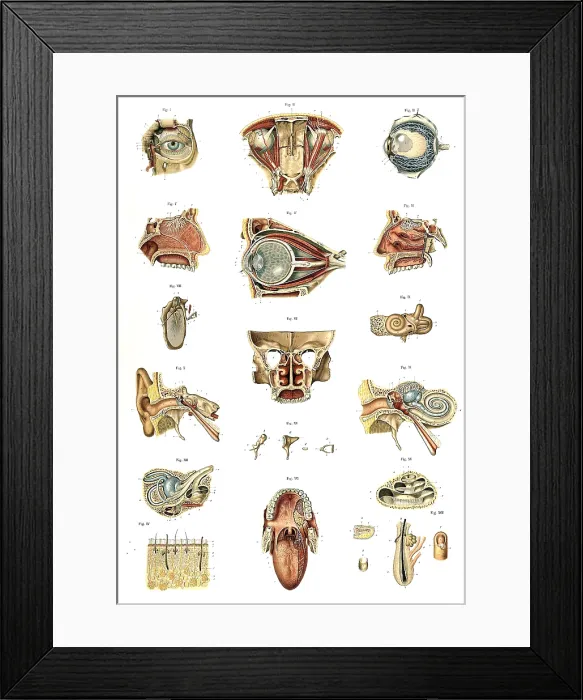Framed Print : Anatomie du Corps Humain, Laskowski, 1894 Framed Print : Anatomie du Corps Humain, Laskowski, 1894