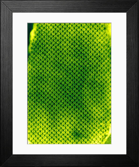 Framed Print : Insect Flight Muscle, EM Framed Print : Insect Flight Muscle, EM