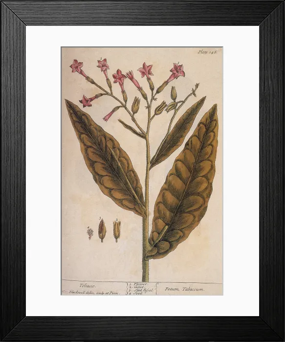Framed Print : Tobacco, Nicotiana Tabacum Framed Print : Tobacco, Nicotiana Tabacum