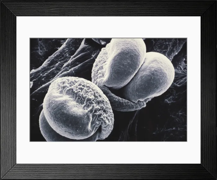 Framed Print : Pine Pollen (SEM) Framed Print : Pine Pollen (SEM)