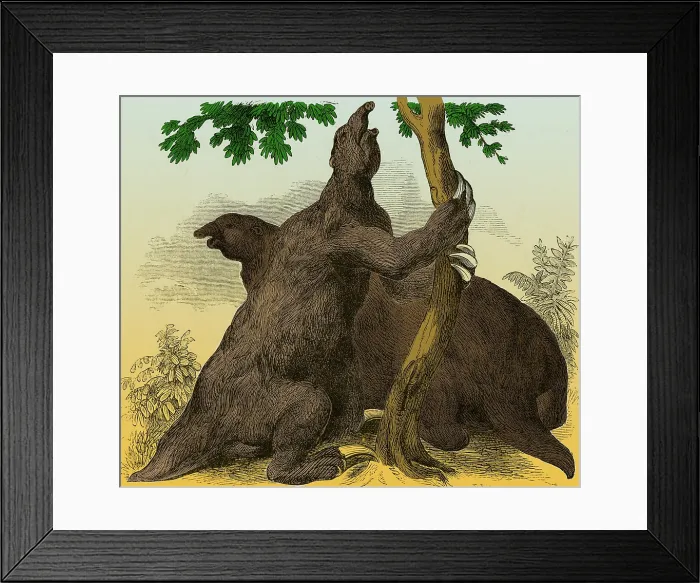 Framed Print : Megatherium, Cenozoic Mammal Framed Print : Megatherium, Cenozoic Mammal