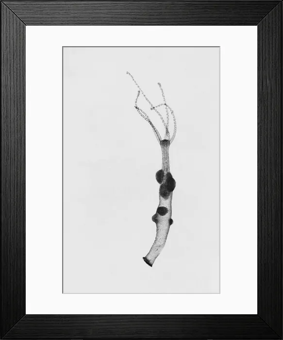 Framed Print : Hydra, light micrograph Framed Print : Hydra, light micrograph