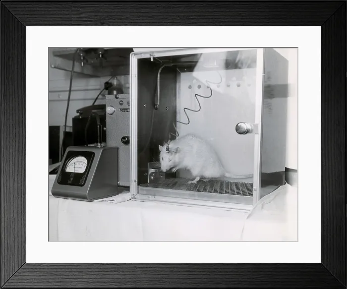 Framed Print : Animal Testing, Behavioral Research Framed Print : Animal Testing, Behavioral Research