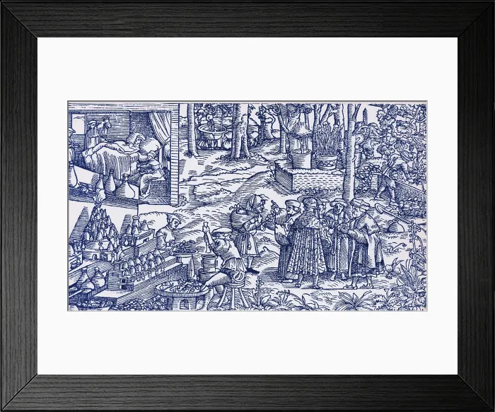 Framed Print : Medical Herb Cultivation, 16th Century Framed Print : Medical Herb Cultivation, 16th Century