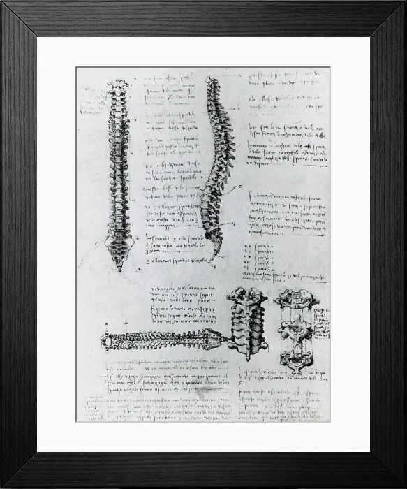 Framed Print : Anatomy of the Spine Framed Print : Anatomy of the Spine