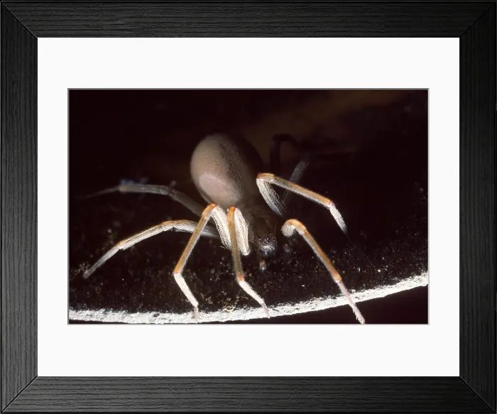 Framed Print : Brown Recluse or Violin Spider