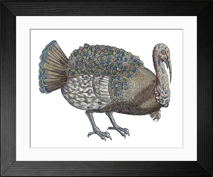 Framed Print : Gessner, Turkey, 16th Century Framed Print : Gessner, Turkey, 16th Century