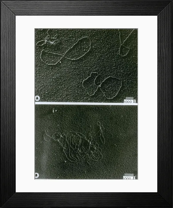 Framed Print : Circular DNA and Polymerase Reaction, TEM