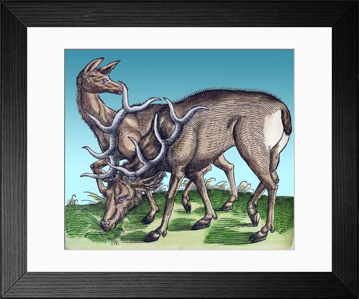 Framed Print : Gessner, Deer, 16th Century Framed Print : Gessner, Deer, 16th Century