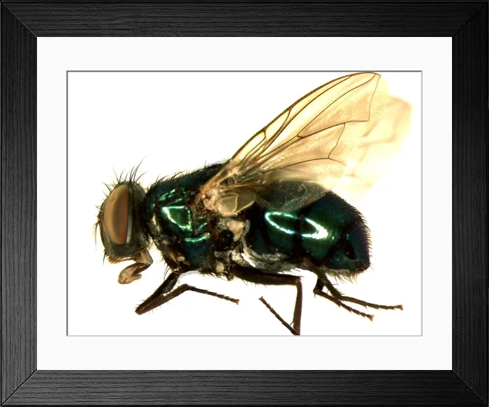 Framed Print : Forensic Helper, Common Green Bottle Fly, Blow Fly Framed Print : Forensic Helper, Common Green Bottle Fly, Blow Fly