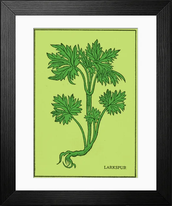 Framed Print : Larkspur, Alchemy Plant
