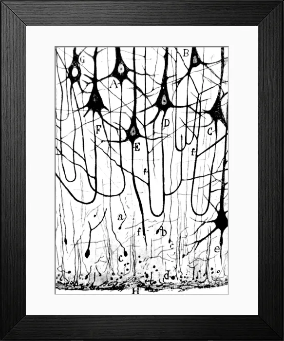 Framed Print : Cajal, Pyramidal Cells, 1923