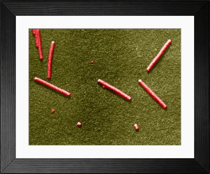 Framed Print : Tobacco mosaic Virus, TEM