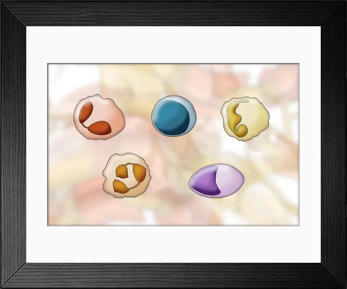 Framed Print : White Blood Cell Types, Illustration