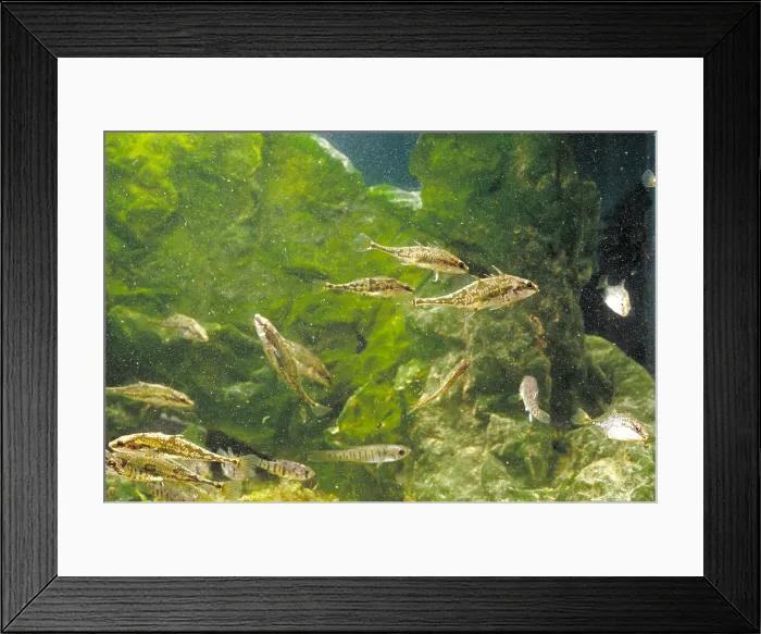 Framed Print : Fourspine Sticklebacks & Minnows Framed Print : Fourspine Sticklebacks & Minnows